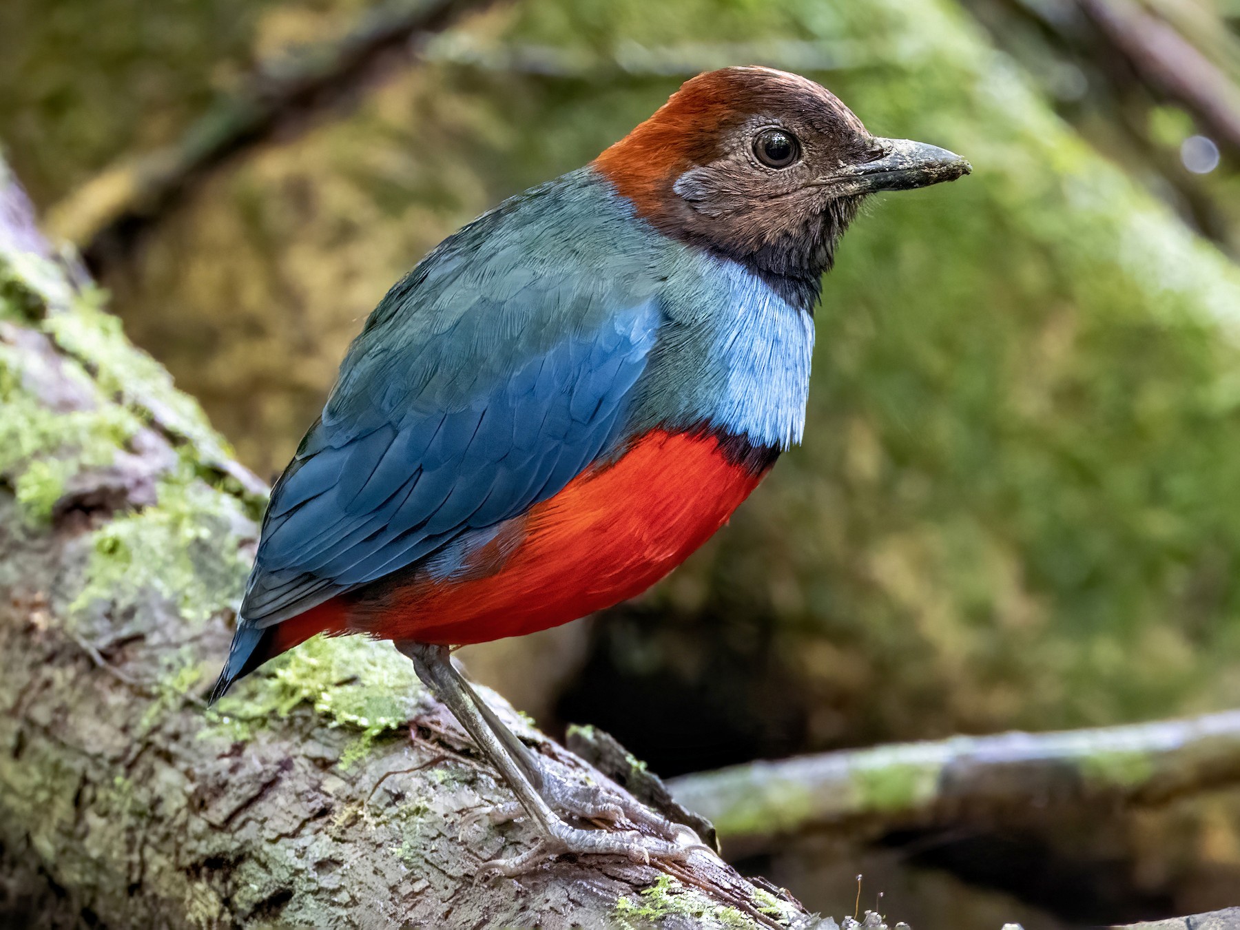 South Papuan Pitta - Andrew Spencer