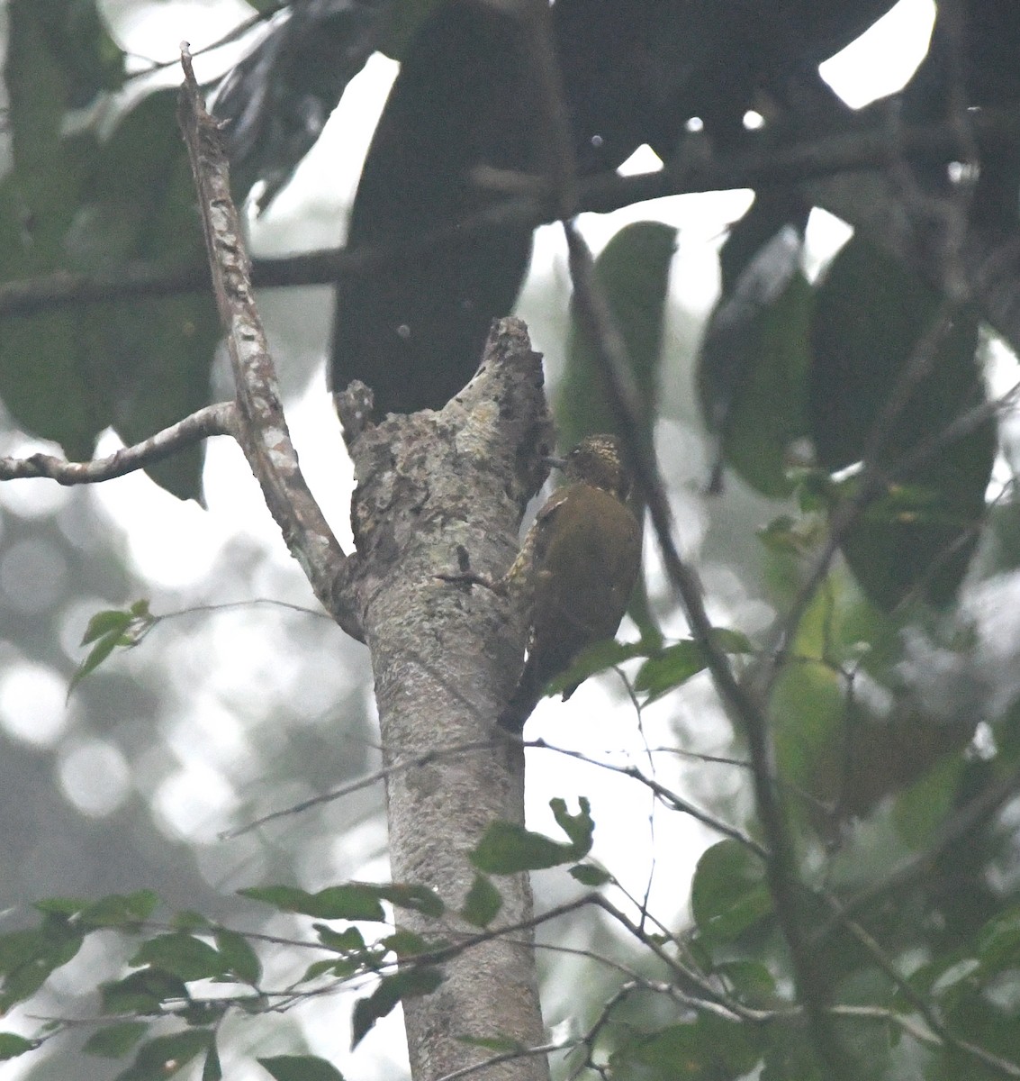 Brown-eared Woodpecker - ML524717391