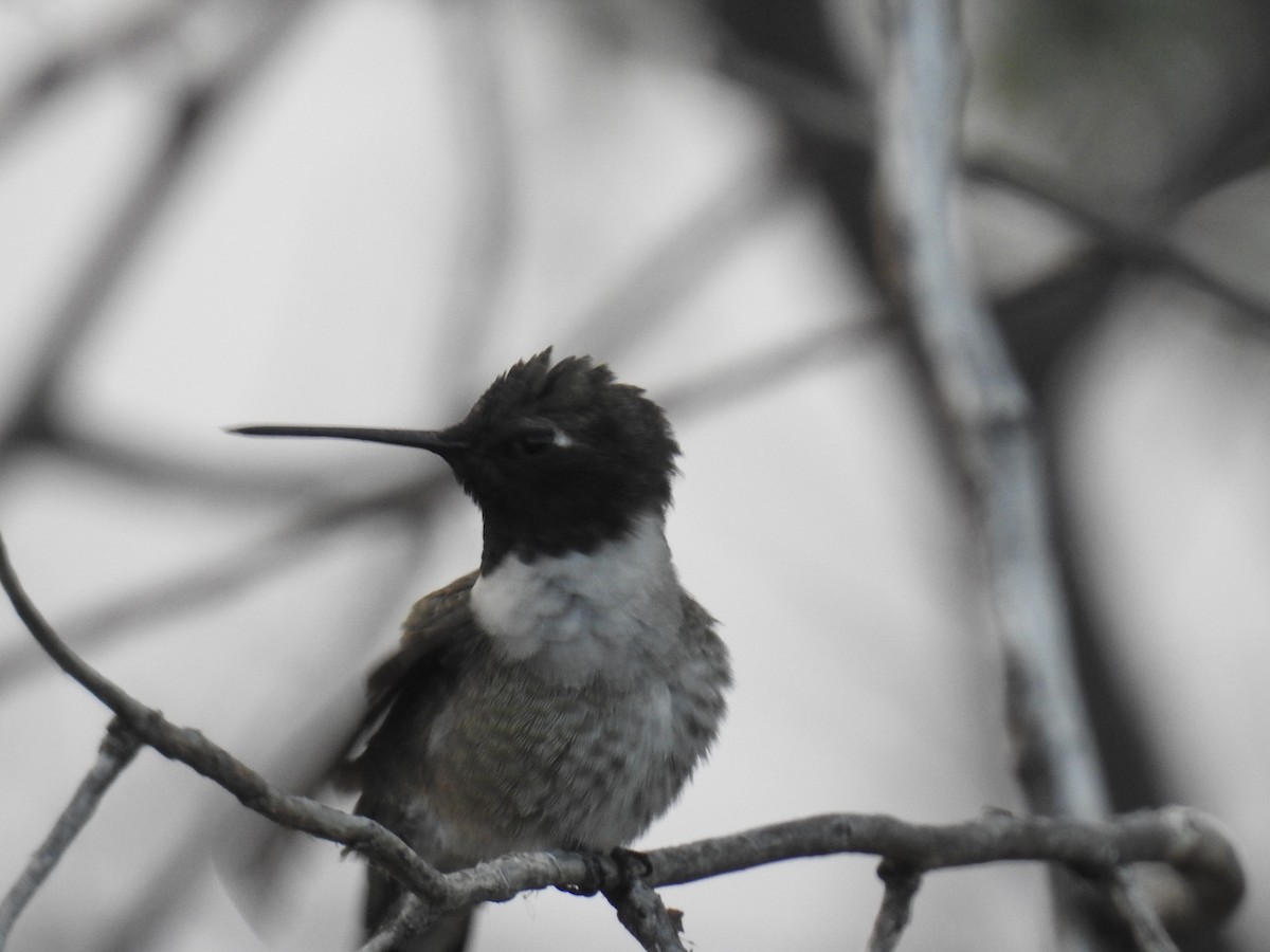 Black-chinned Hummingbird - ML52472421
