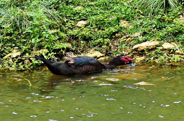 Muscovy Duck (Domestic type) - Sadhu Govardhan