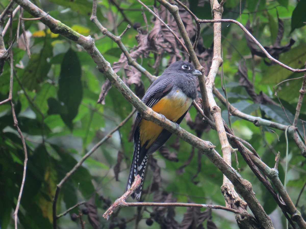 new world trogon sp. - Marilyn Castillo Muñoz (Kingfisher Birdwatching Nuevo León)