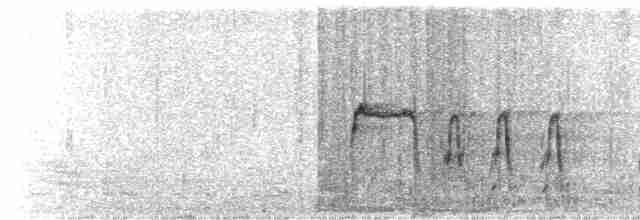  - Curve-billed Tinamou