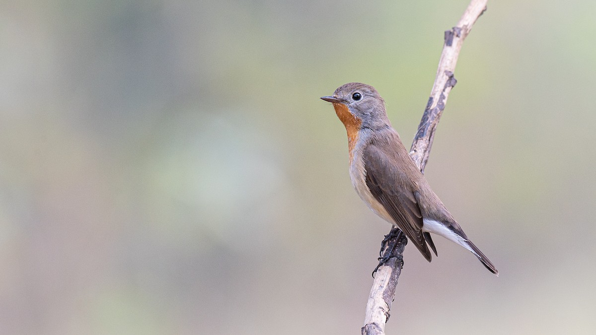 Red-breasted Flycatcher - ML524726511