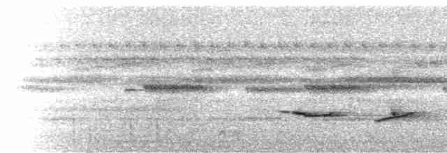  - White-bellied Nothura