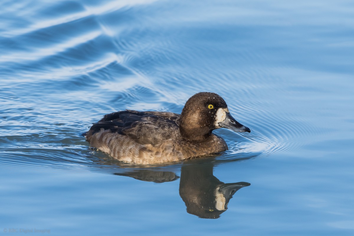 Greater Scaup - ML524727331
