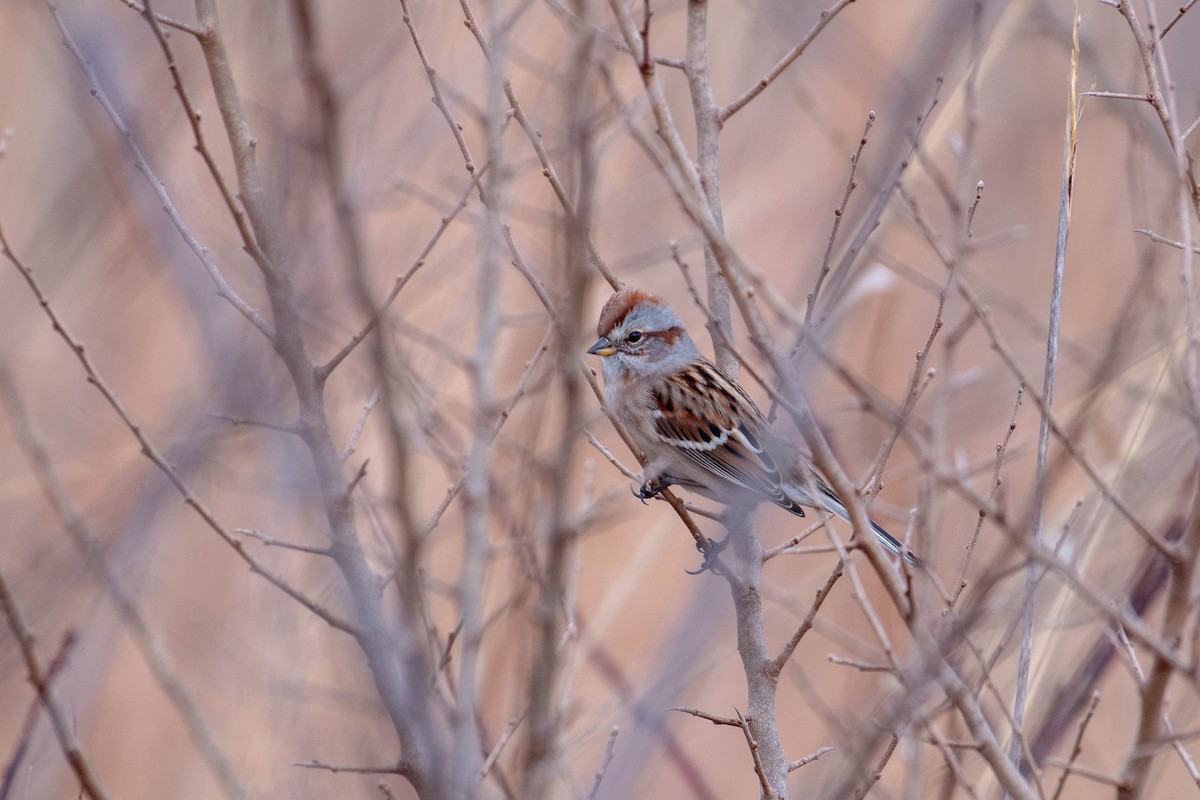 American Tree Sparrow - ML524733011