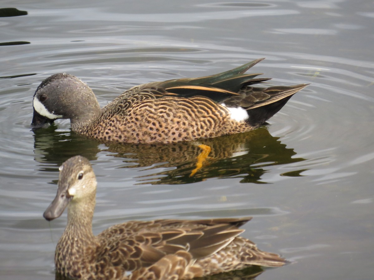 Blue-winged Teal - ML52473391
