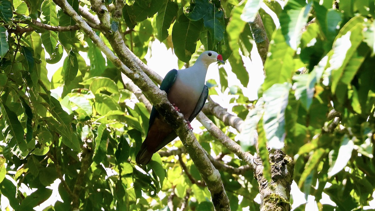 Red-knobbed Imperial-Pigeon - ML524734221
