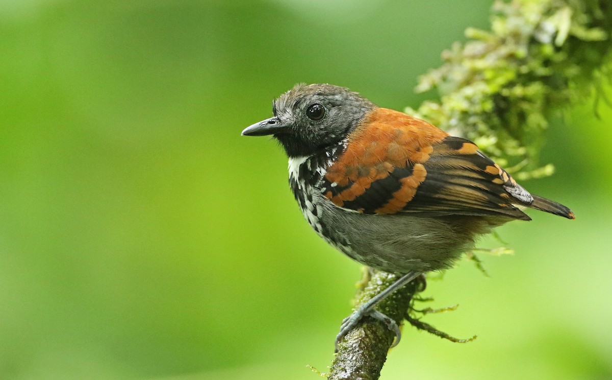 Spotted Antbird - ML52473511