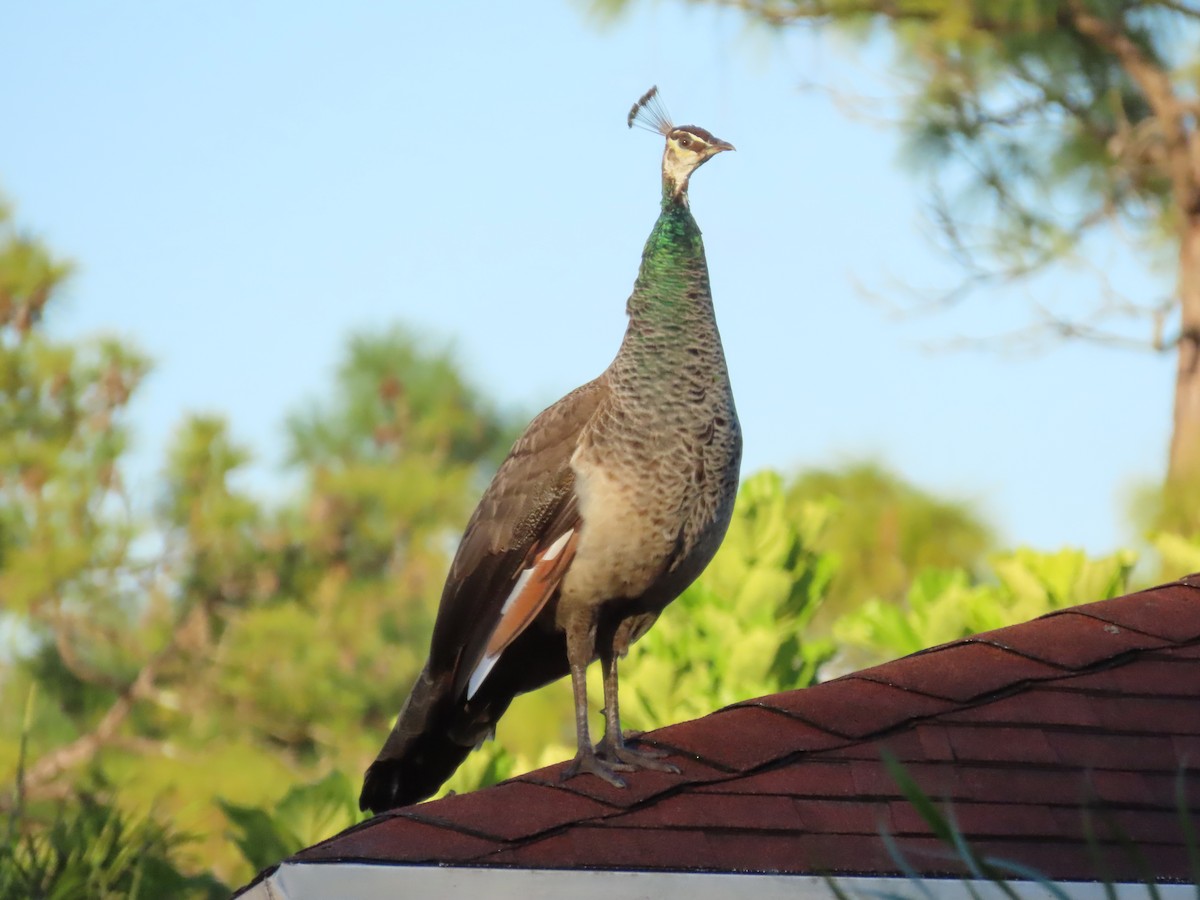 eBird Checklist 12 Jan 2023 Palm Beach Ranchettes, Lake Worth 1