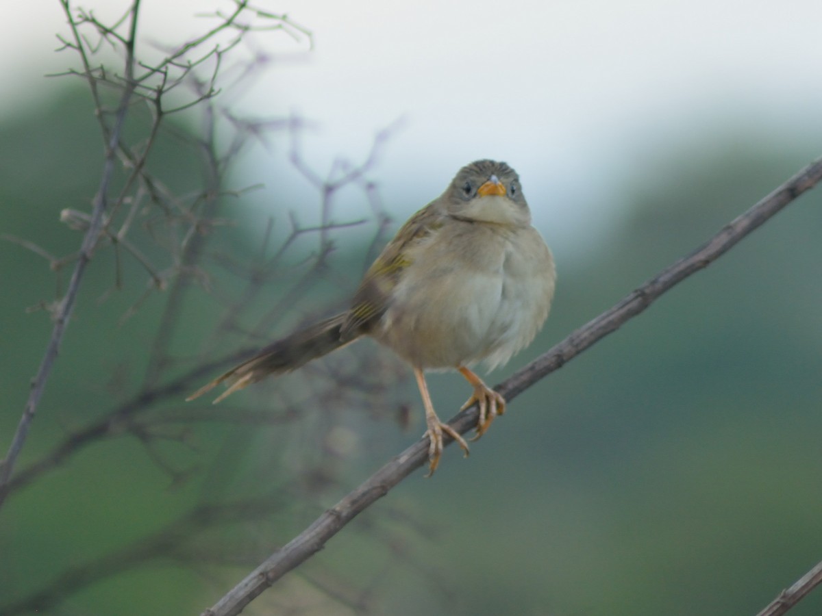 Wedge-tailed Grass-Finch - ML524737151