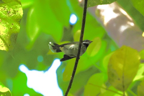 Santa Cruz Fantail Rhipidura melaenolaema Media Search