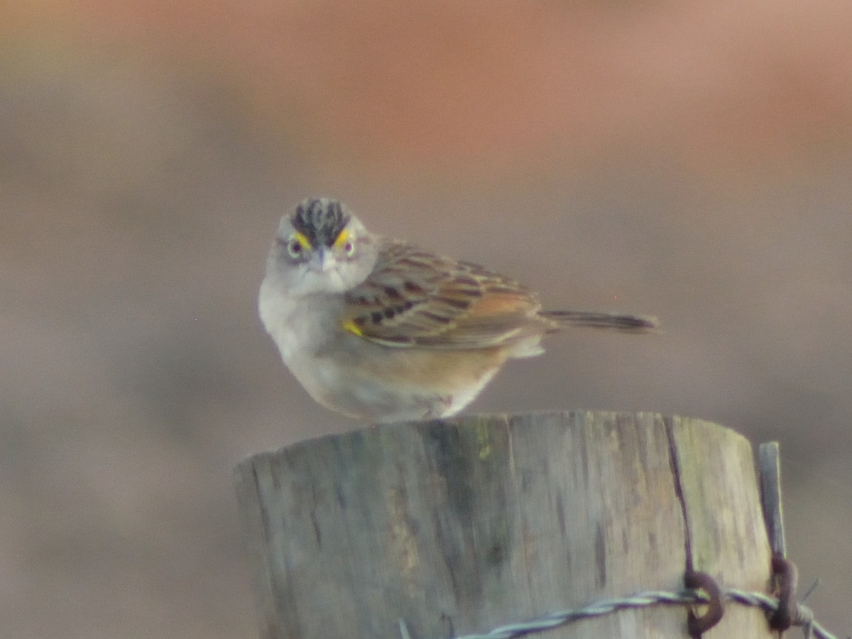 Grassland Sparrow - ML524737221