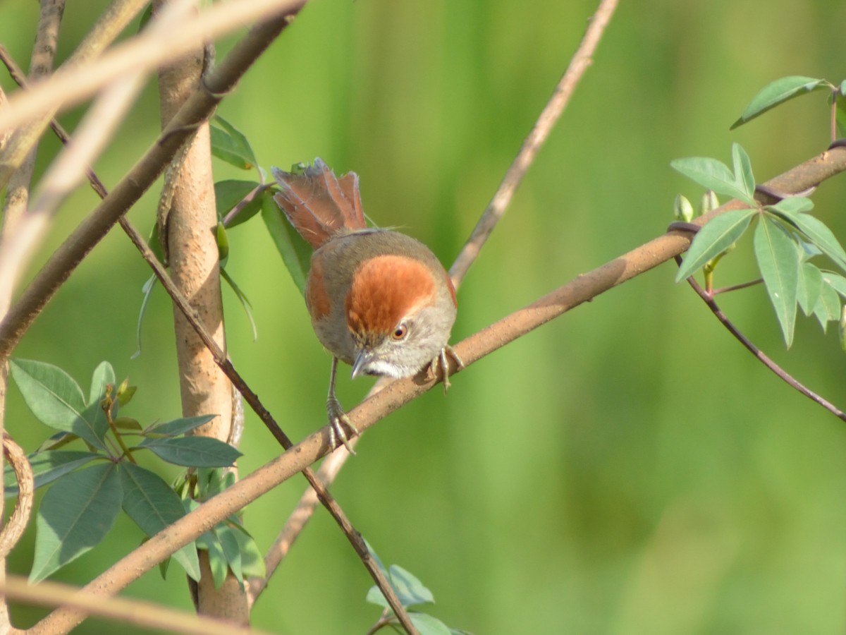 Sooty-fronted Spinetail - ML524737581