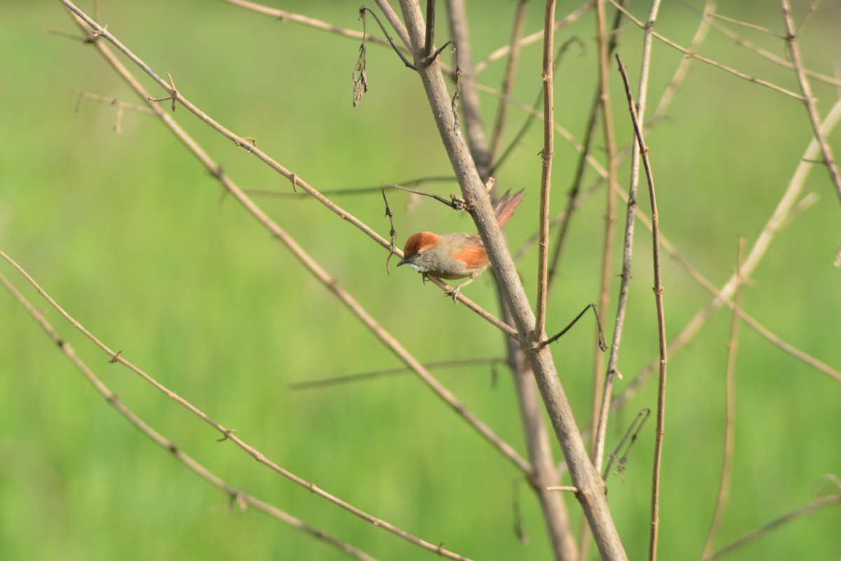 Sooty-fronted Spinetail - ML524737591