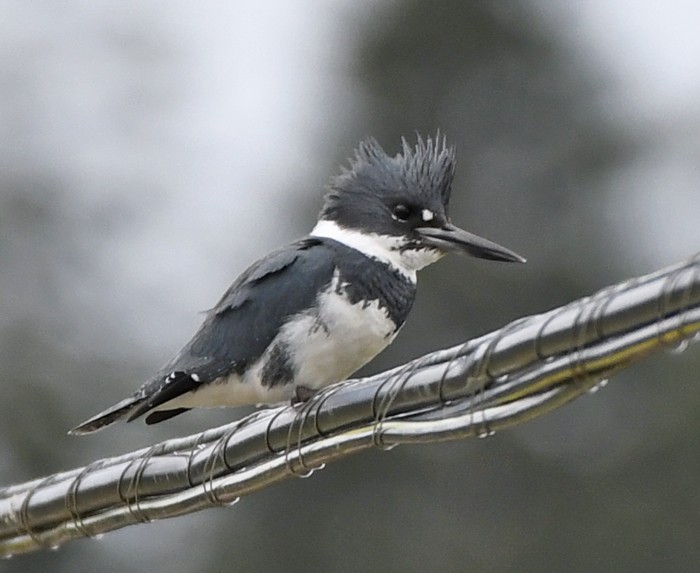 Belted Kingfisher - MJ OnWhidbey
