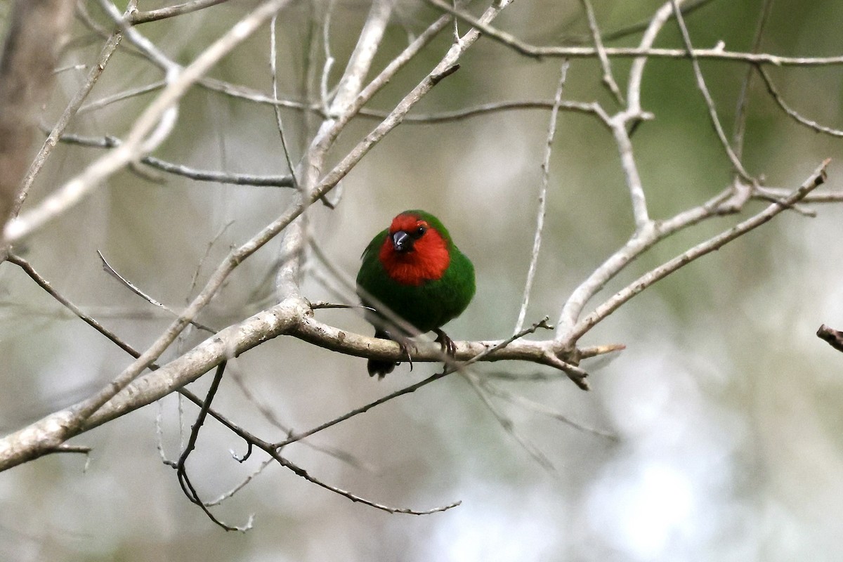Red-throated Parrotfinch - ML524744051