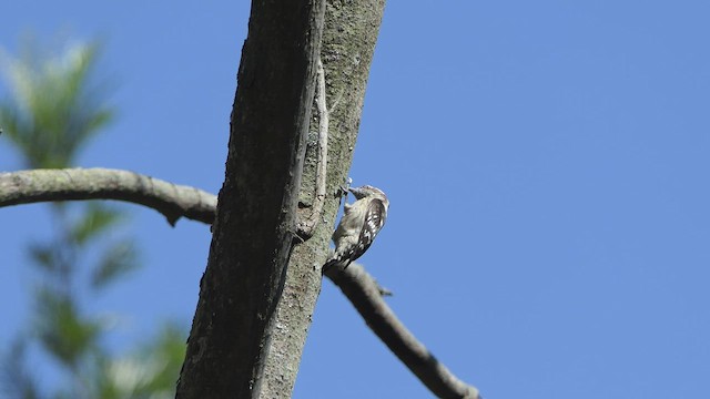 Brown-capped Pygmy Woodpecker - ML524746311
