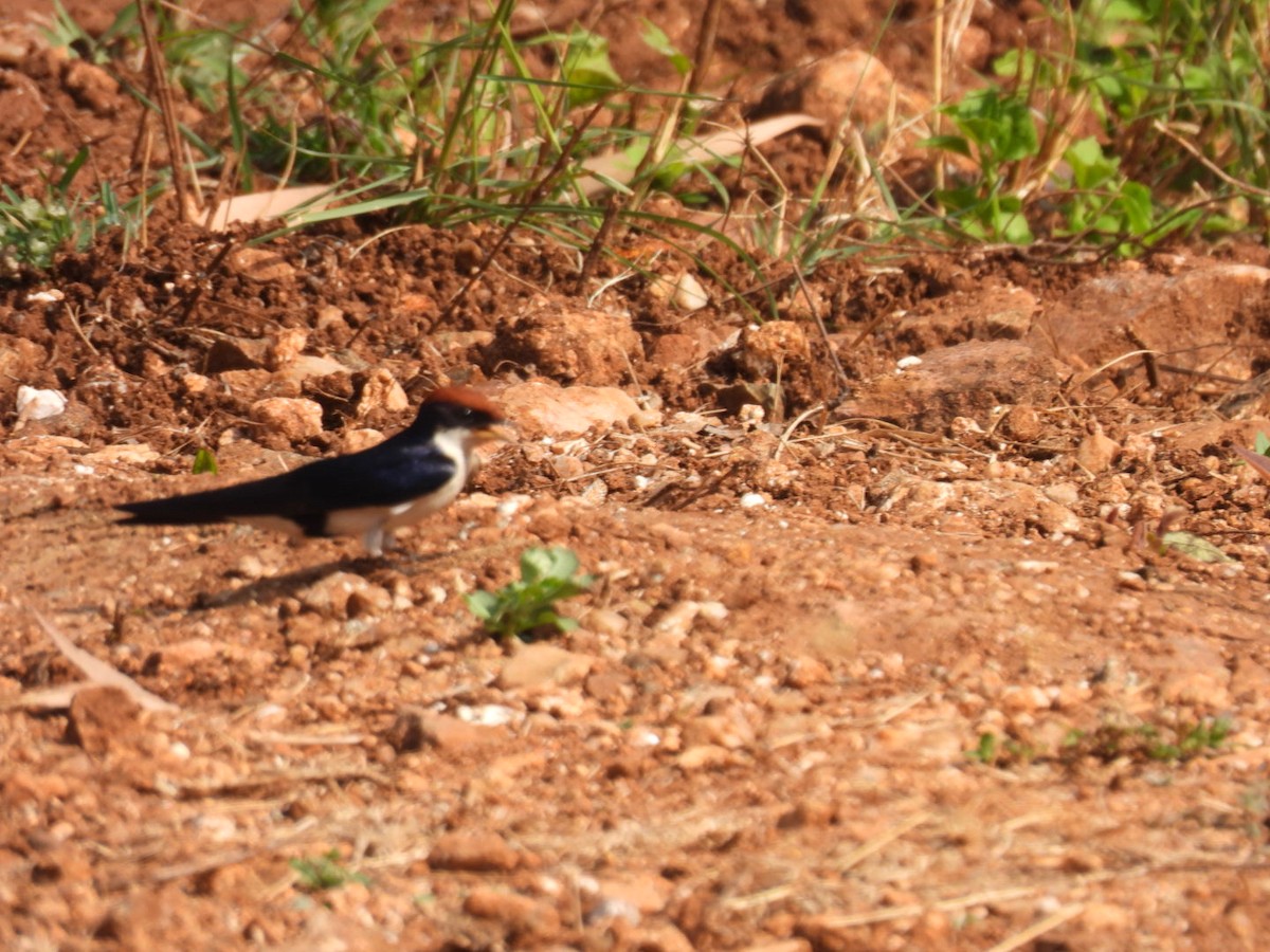 Wire-tailed Swallow - ML524746321