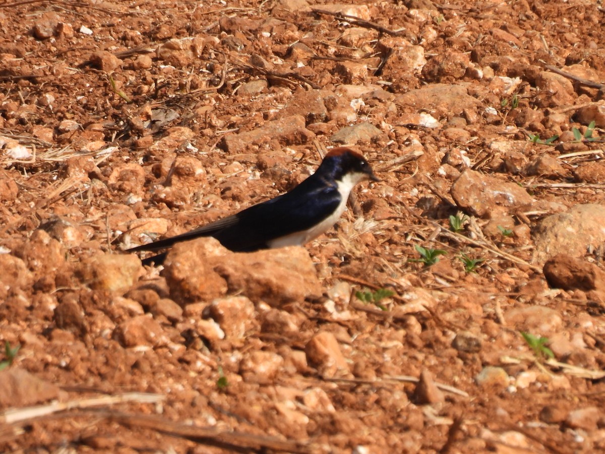 Wire-tailed Swallow - ML524746331