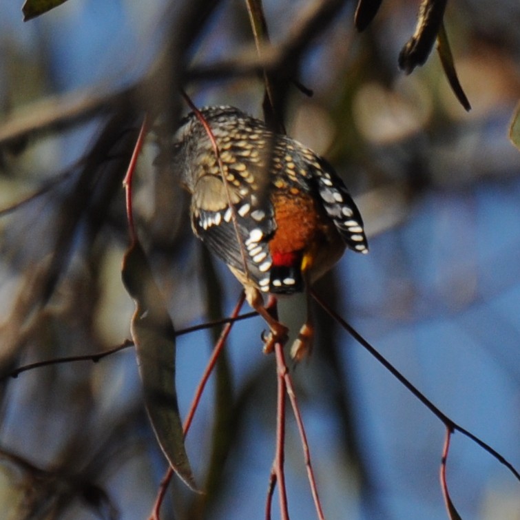 Spotted Pardalote (Spotted) - Diana Flora Padron Novoa