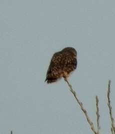 Short-eared Owl - ML524749901