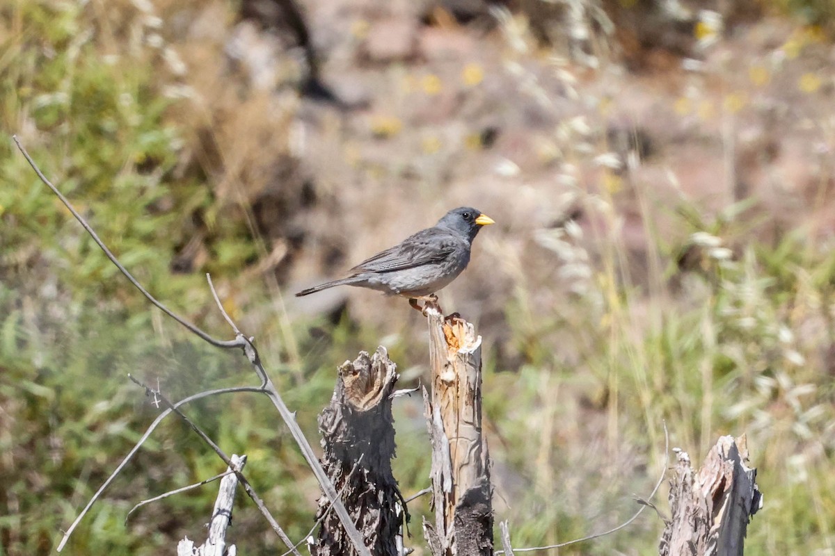 Band-tailed Sierra Finch - ML524751841