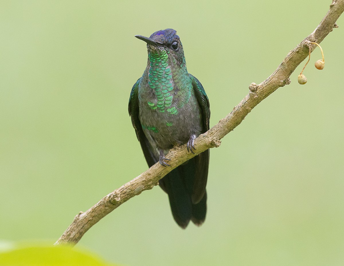 kolibřík fialovotemenný - ML524752191