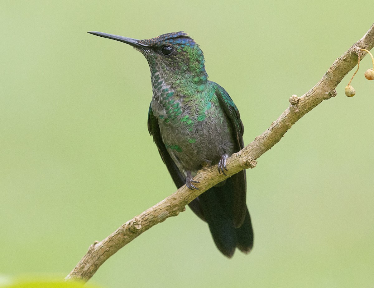 kolibřík fialovotemenný - ML524752201