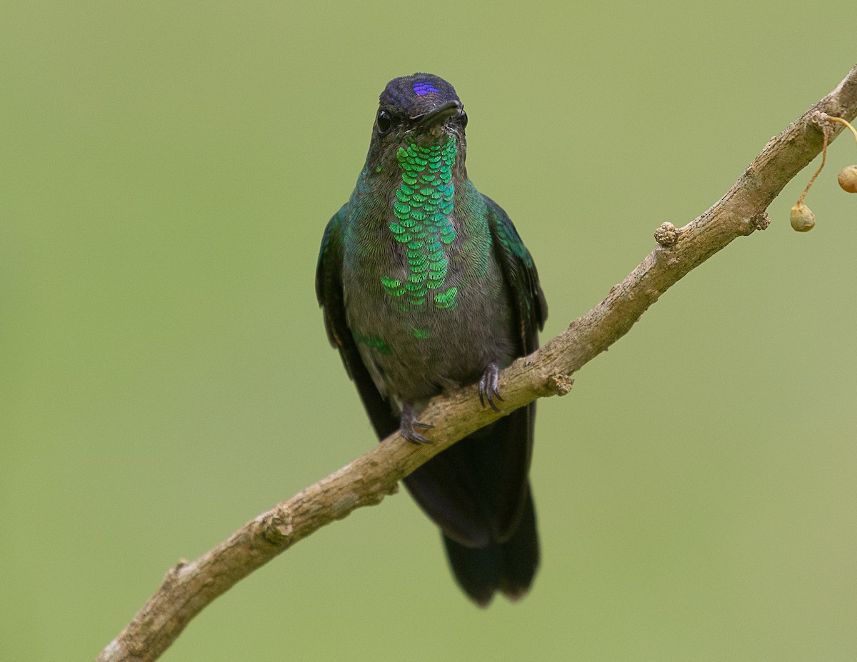 kolibřík fialovotemenný - ML524752211