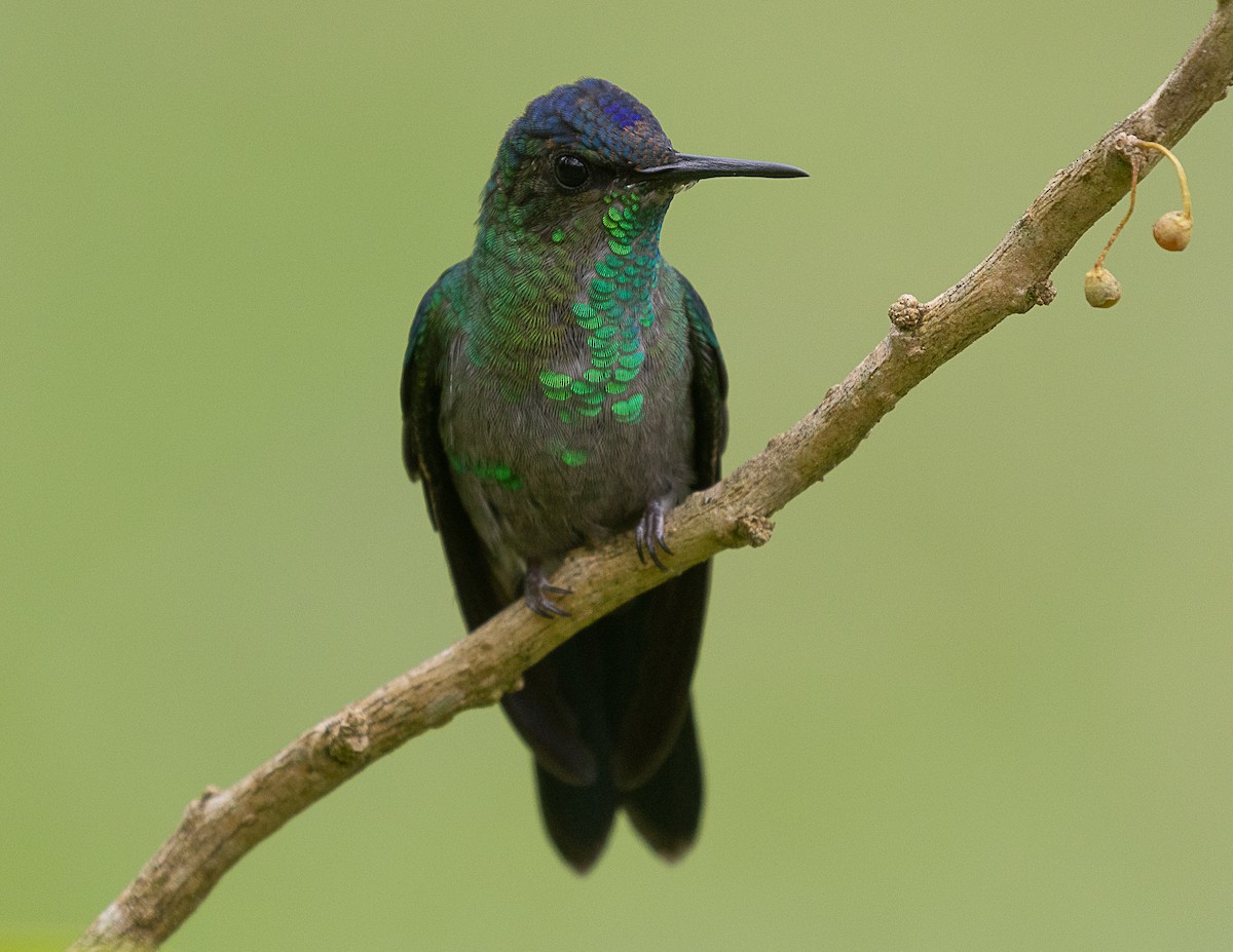 kolibřík fialovotemenný - ML524752221