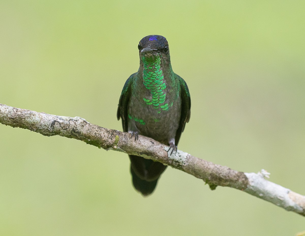 kolibřík fialovotemenný - ML524752241
