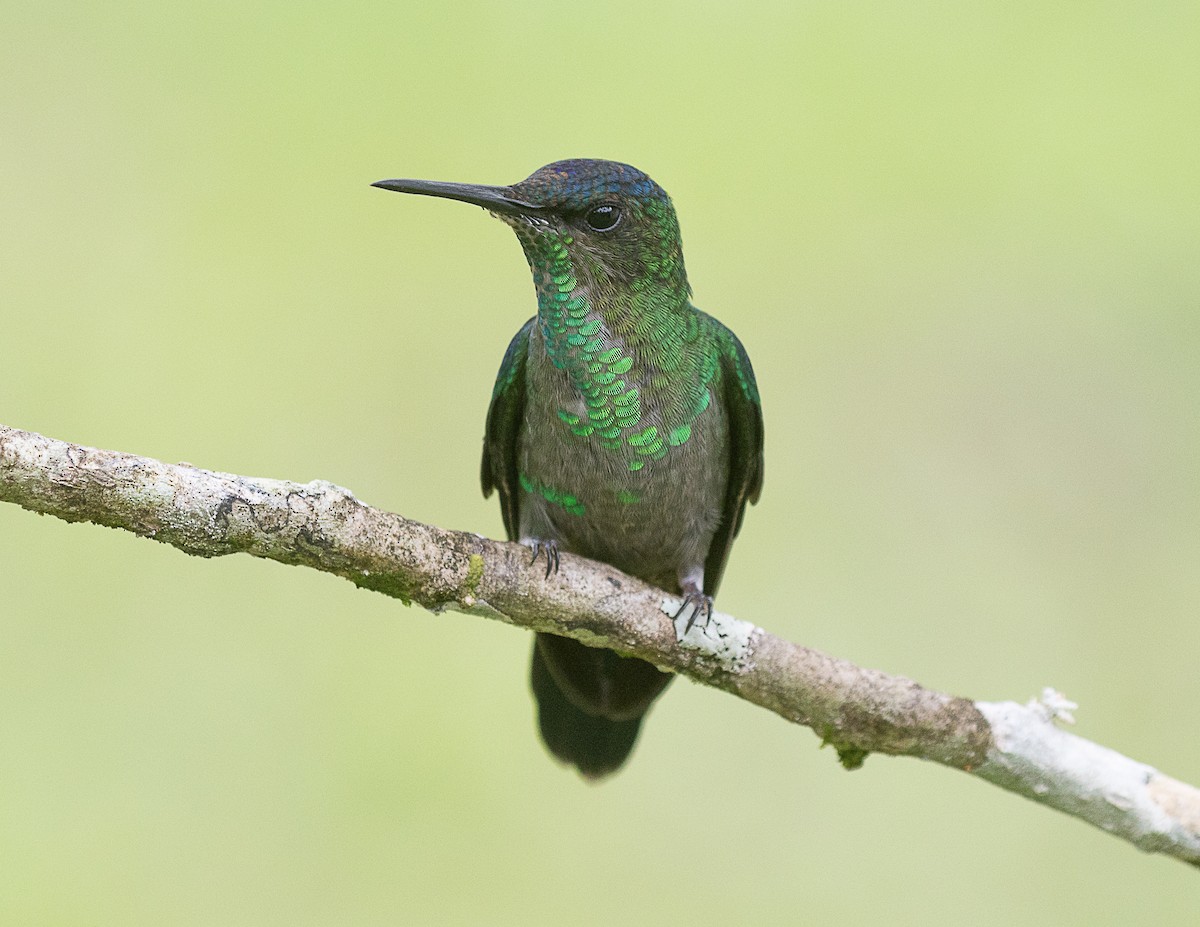 kolibřík fialovotemenný - ML524752251