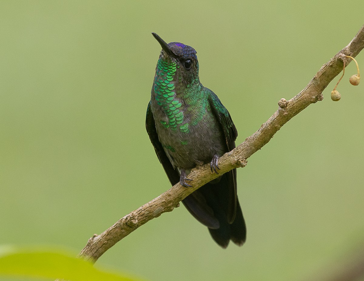 kolibřík fialovotemenný - ML524752271