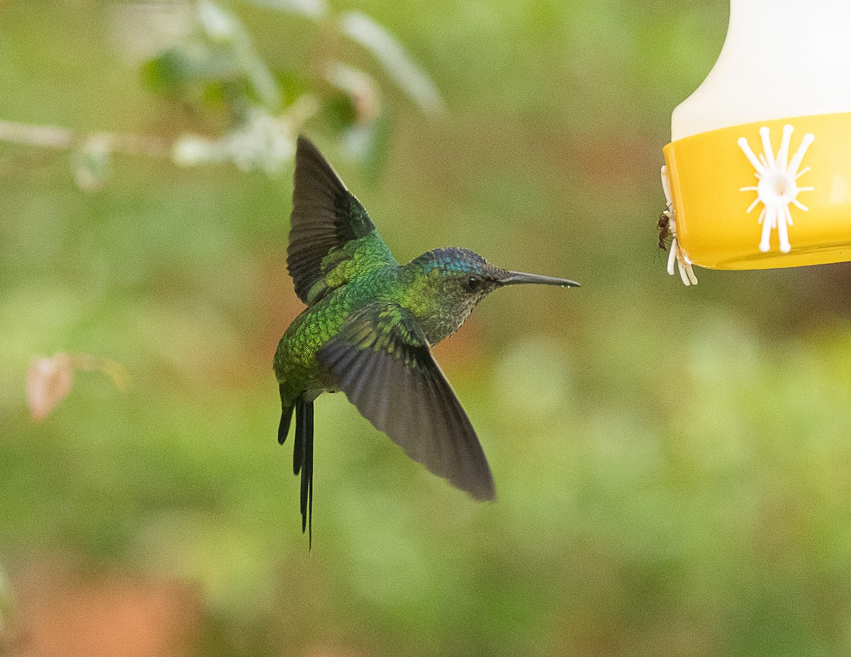 kolibřík fialovotemenný - ML524752281