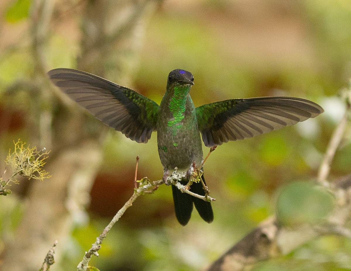 kolibřík fialovotemenný - ML524752291