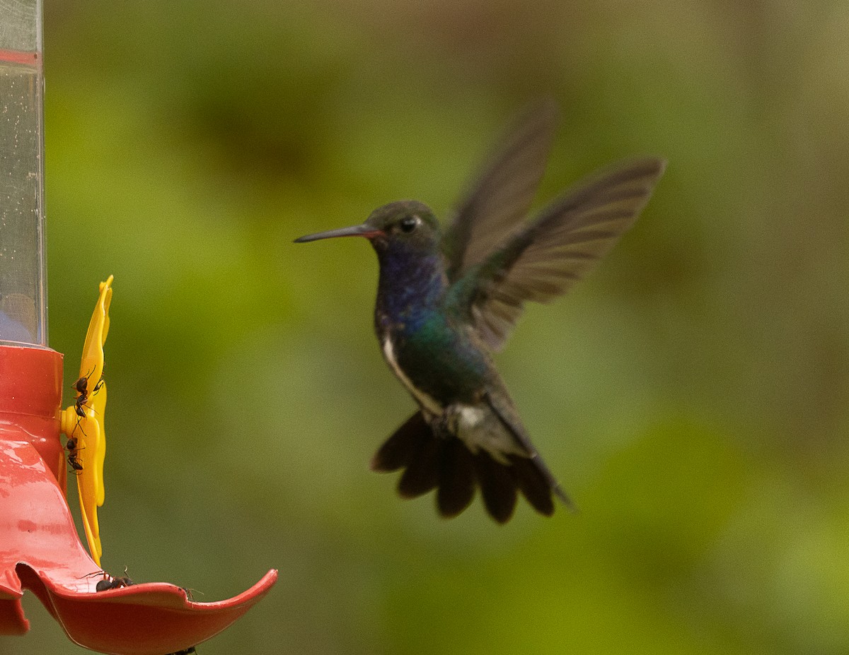 kolibřík safírový - ML524752351