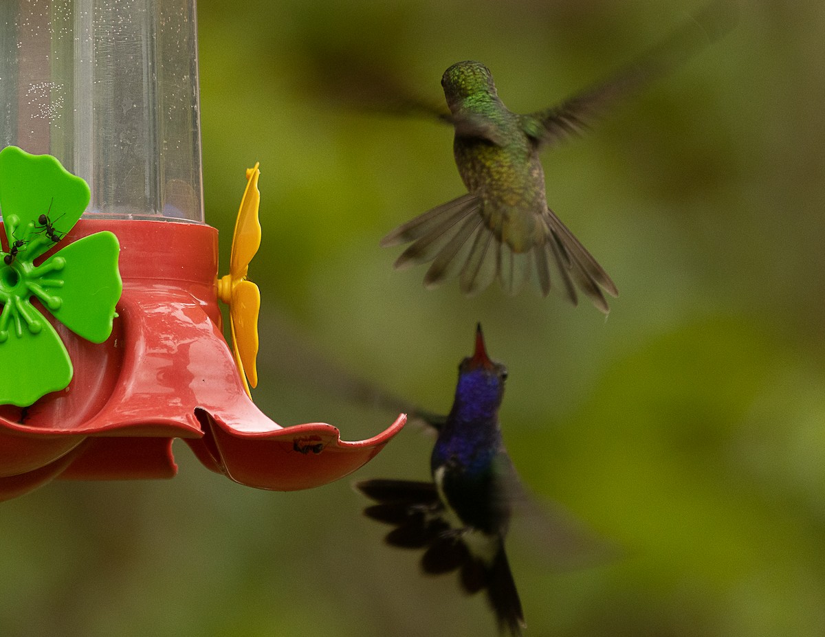 kolibřík safírový - ML524752361