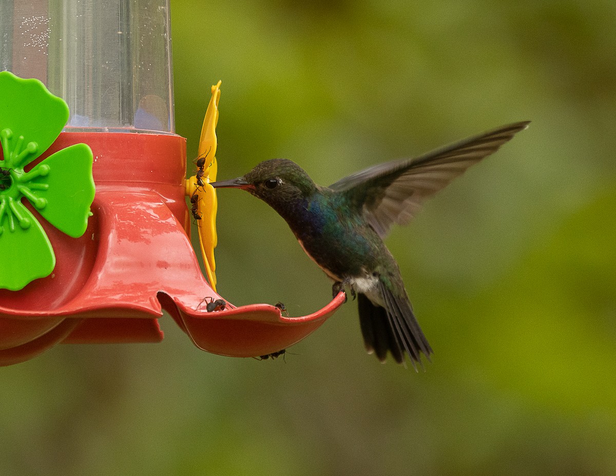 kolibřík safírový - ML524752371