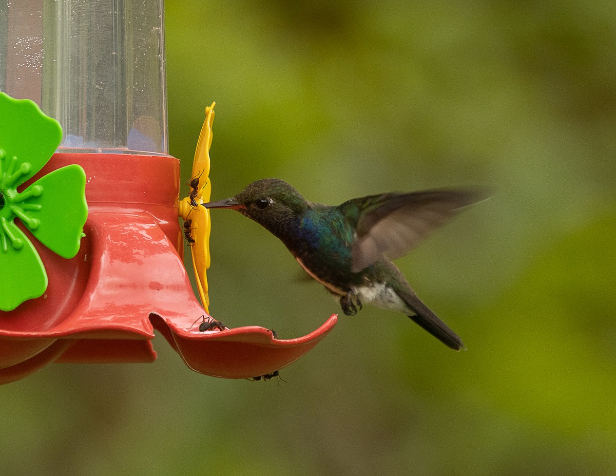 kolibřík safírový - ML524752381
