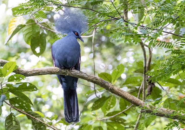 western crowned pigeon