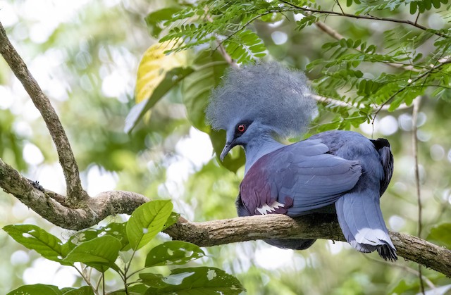 western crowned pigeon