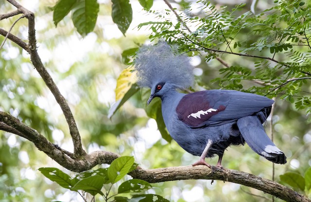 western crowned pigeon