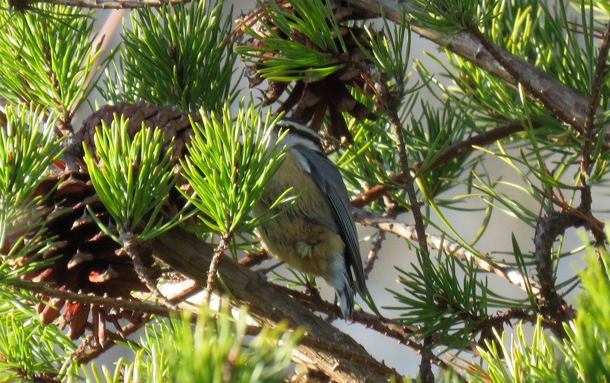 Red-breasted Nuthatch - ML524753831