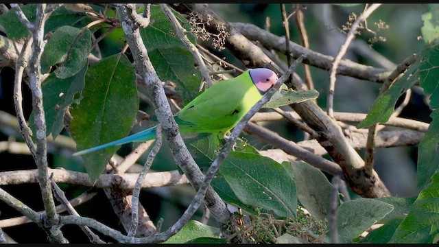 Blossom-headed Parakeet - ML524755861