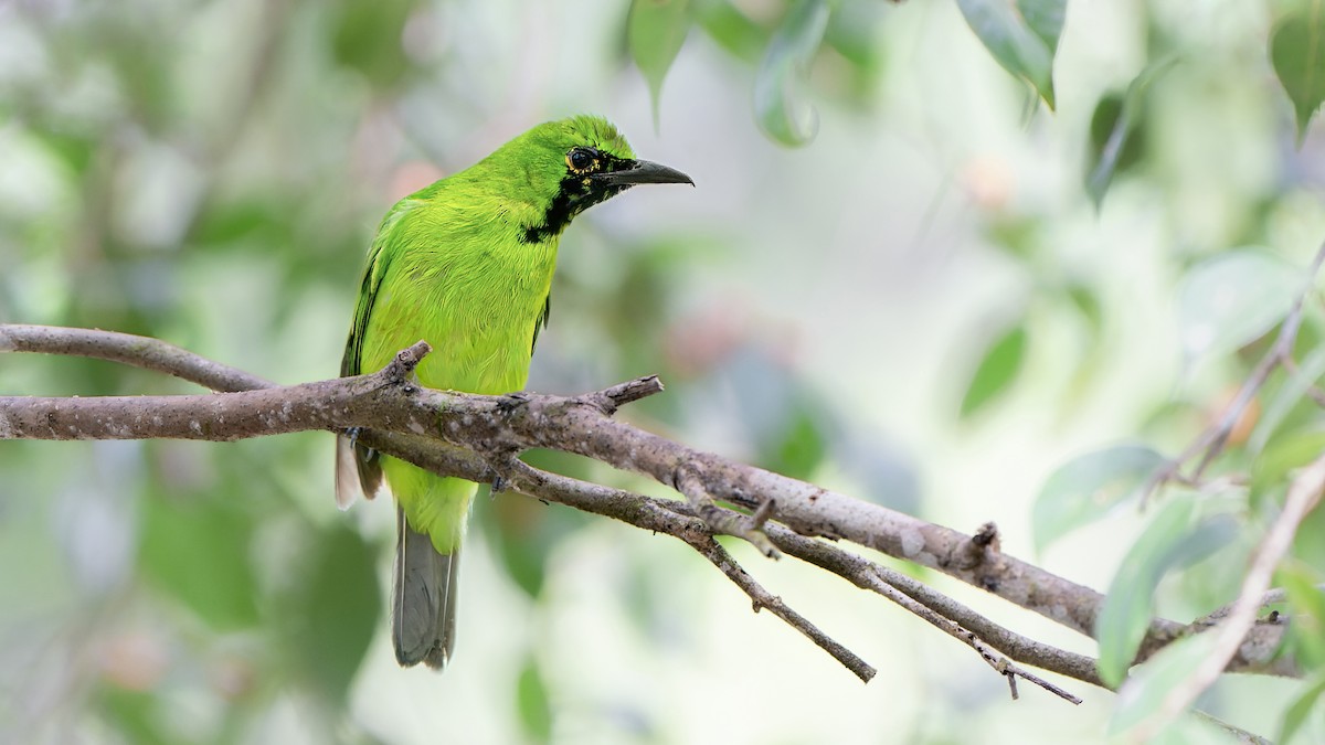 Lesser Green Leafbird - John Clough