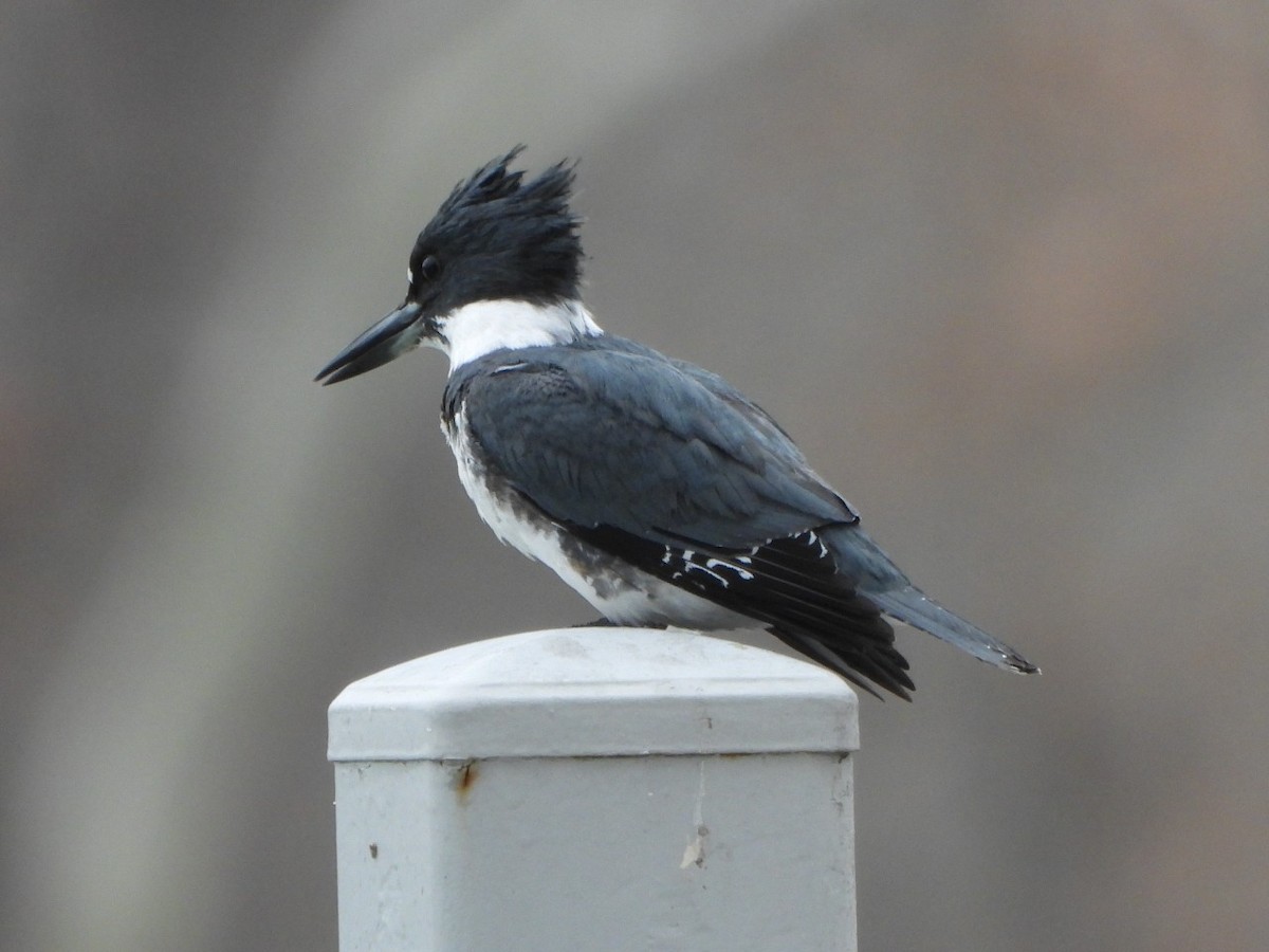 Belted Kingfisher - ML524764951