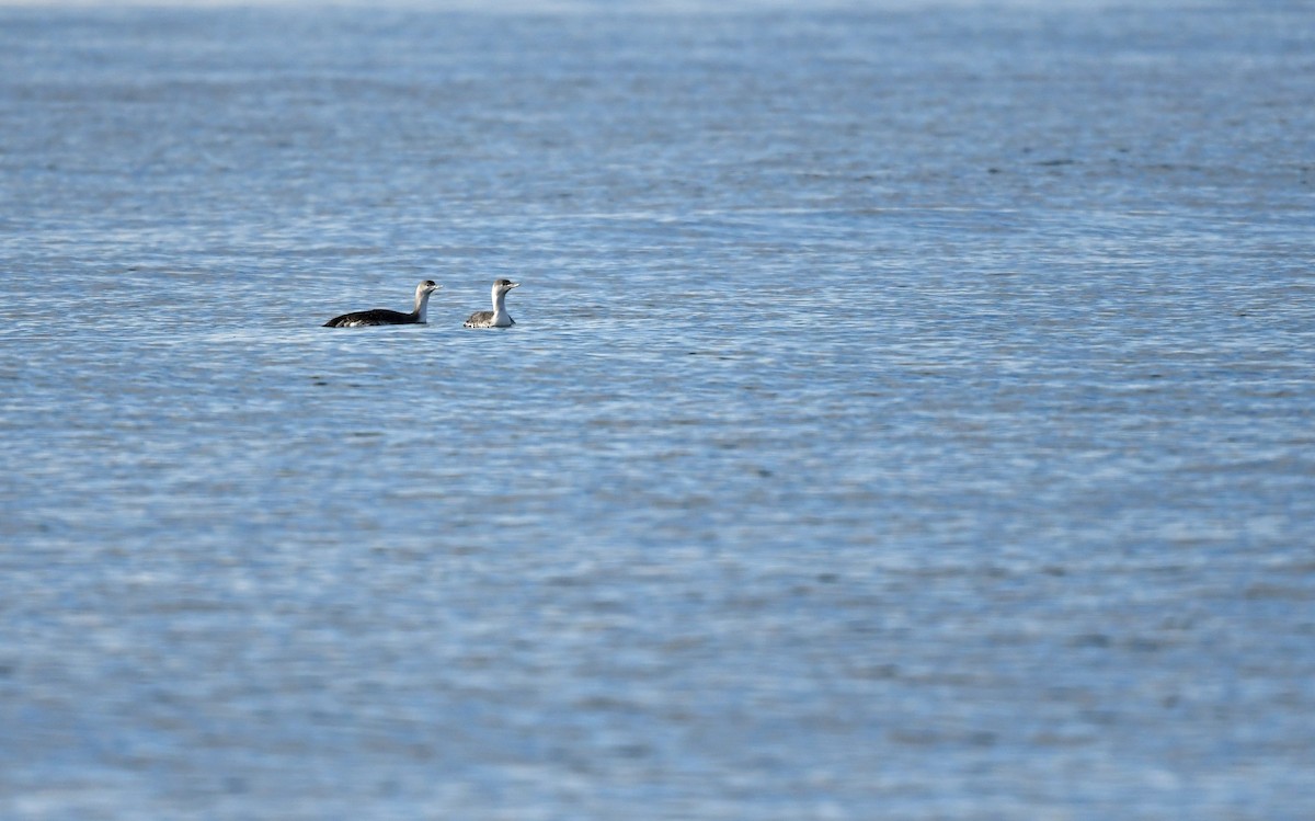 Red-throated Loon - ML524771301