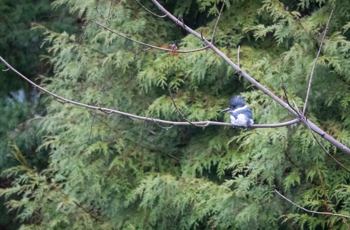 Belted Kingfisher - ML524772311