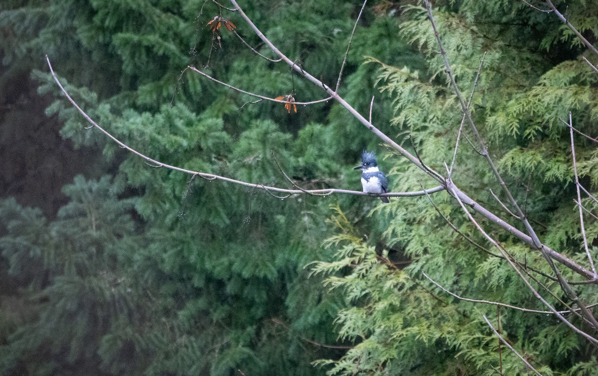 Belted Kingfisher - ML524772351